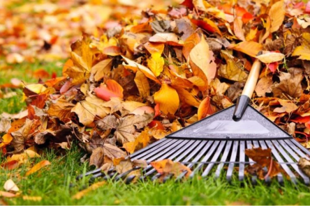 A pile of leaves on grass with a rake laying on the ground.